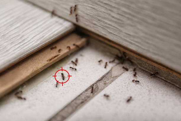 Best Wasp Removal Services  in Lakeside, VA