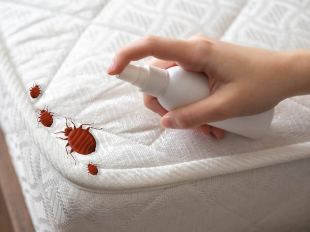 Best Mosquito Control Services  in Lakeside, VA